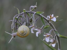 2_Epipactis_palustris_et_escargot_-_Fabienne_Tissier